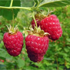 raspberry