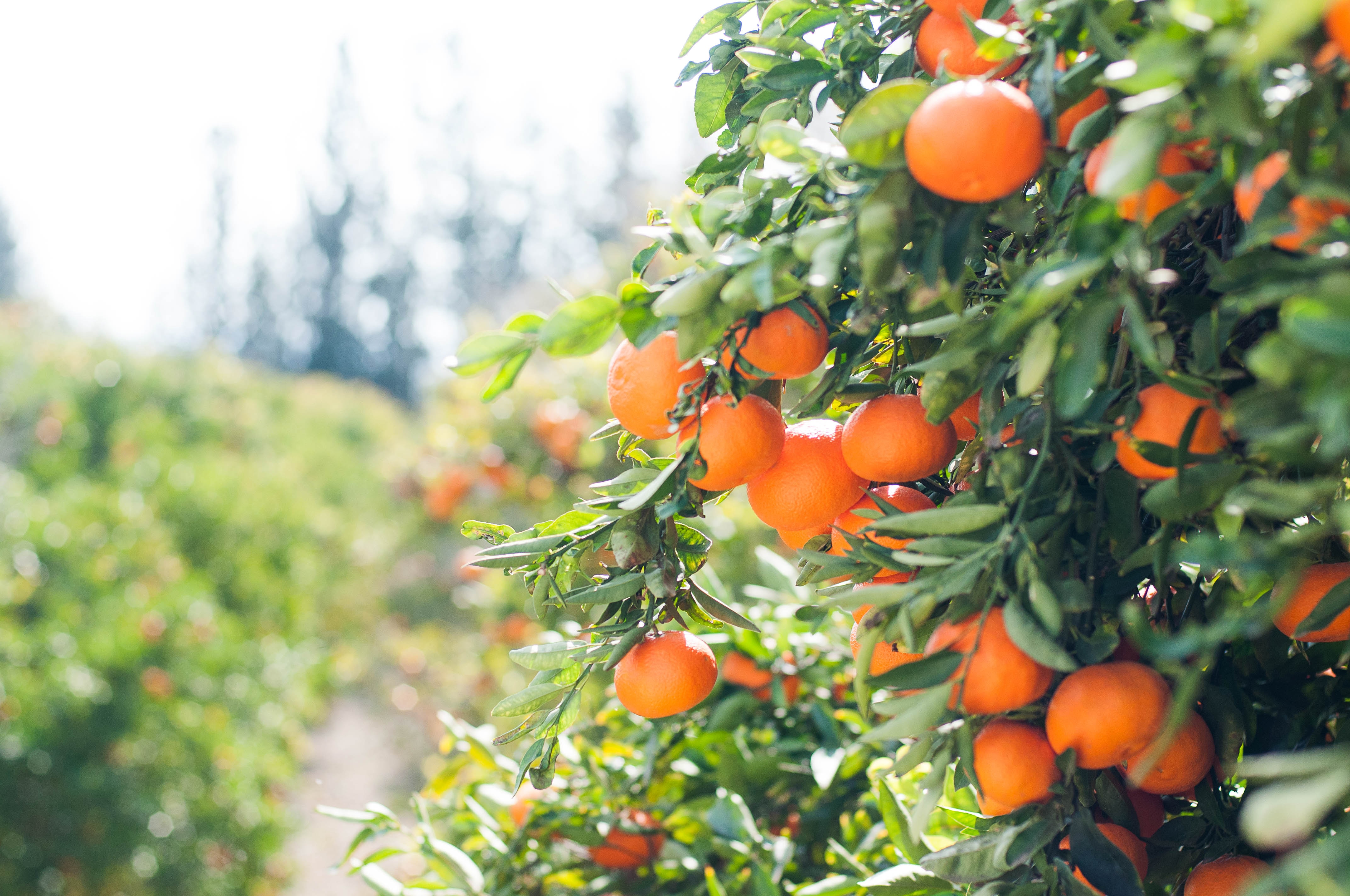fresh farms